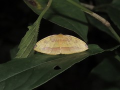 Heterolocha coccinea