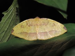 Heterolocha coccinea