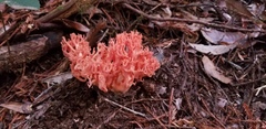 Ramaria araiospora