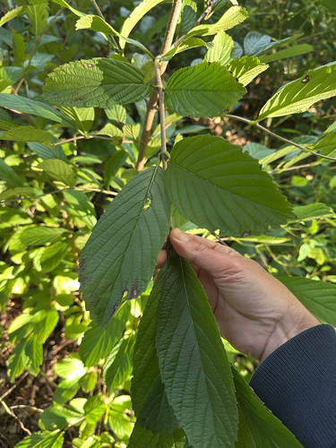 Viburnum sieboldii observed 2026-10-17