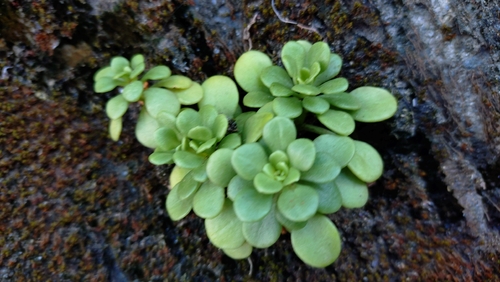Sedum formosanum observed 2026-10-19