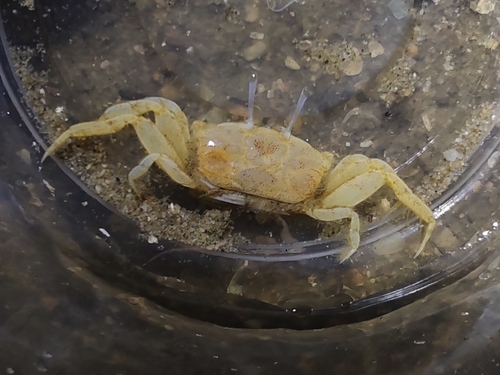 Macrophthalmus abbreviatus observed 2026-10-19