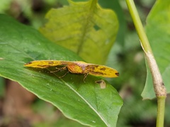 Heterolocha coccinea