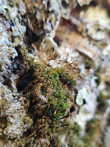 Dicranoweisia cirrata observed 2026-10-18