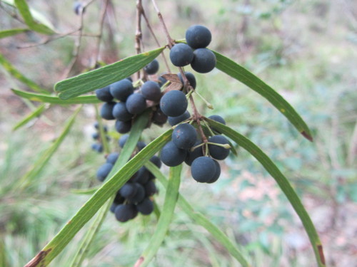 Notelaea lloydii Guymer