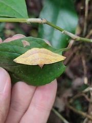 Heterolocha coccinea