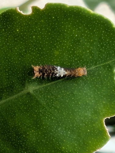 Papilio