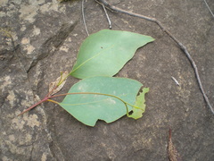 Eucalyptus albens