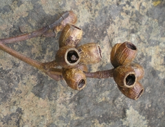Eucalyptus albens