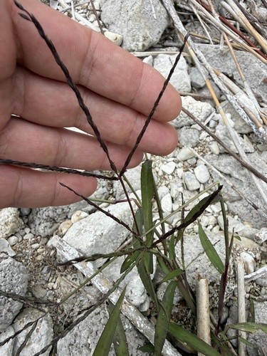 Paspalum filiforme, 2026-10-19