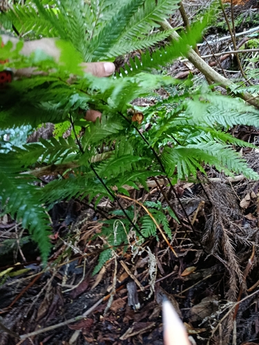 Pteris incompleta