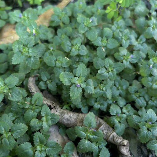 Stemodia verticillata observed 2026-10-16