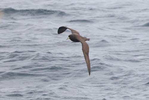 iNaturalist image
