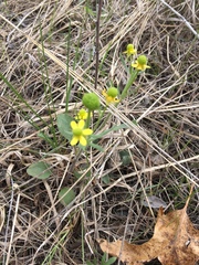 Ranunculus rhomboideus