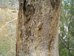 Eucalyptus albens