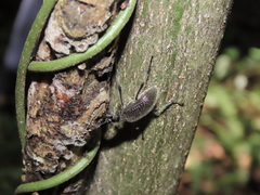 Strongylium albopilosum