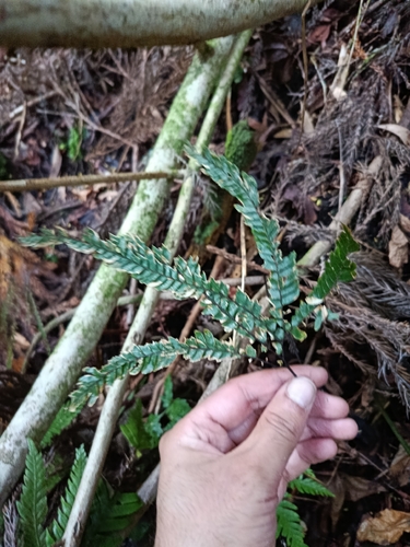 Rough Maidenhair Fern