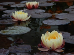 Nymphaea