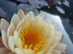 Nymphaea