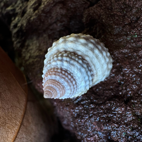 Tectarius muricatus, 2026-10-18