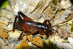 Cratomelus