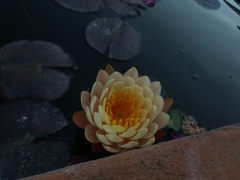 Nymphaea