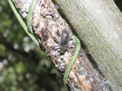 Strongylium albopilosum