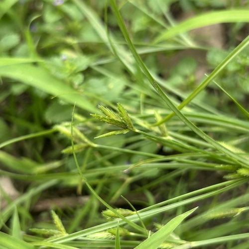 Cyperus compressus observed 2026-10-16