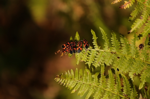 Tropidothorax leucopterus