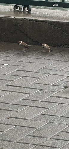 Eurasian Tree Sparrow