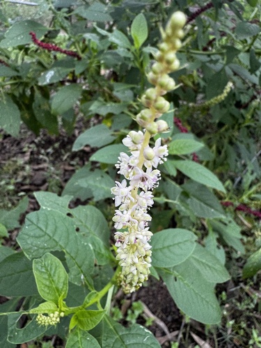 Phytolacca icosandra observed 2026-10-17