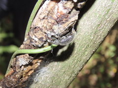 Strongylium albopilosum