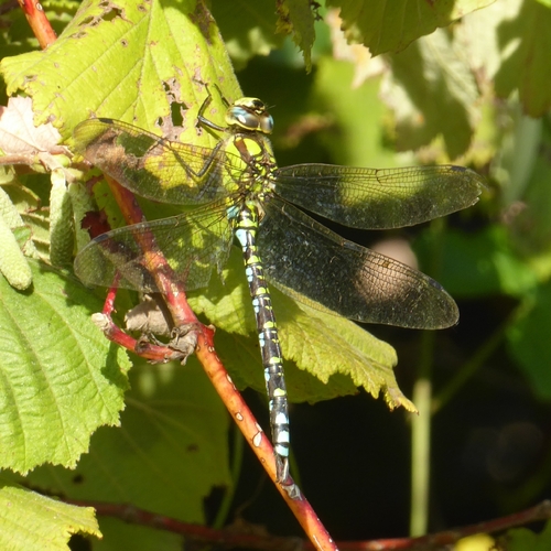 Southern Hawker