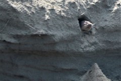 Geomys personatus