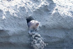 Geomys personatus