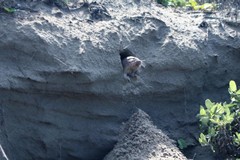 Geomys personatus