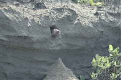 Geomys personatus