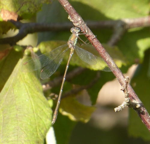 Western Willow Spreadwing