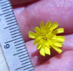Hieracium marianum