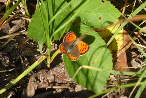 Small Copper