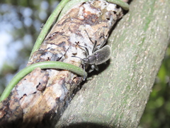 Strongylium albopilosum