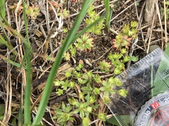 Androsace occidentalis