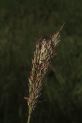 Ischaemum guianense