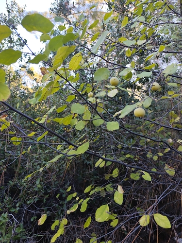 Styrax observed 2026-10-18