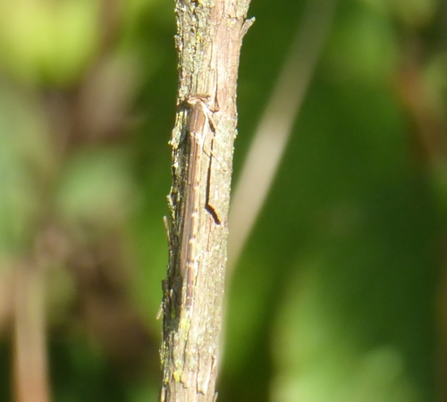 Common Winter Damselfly