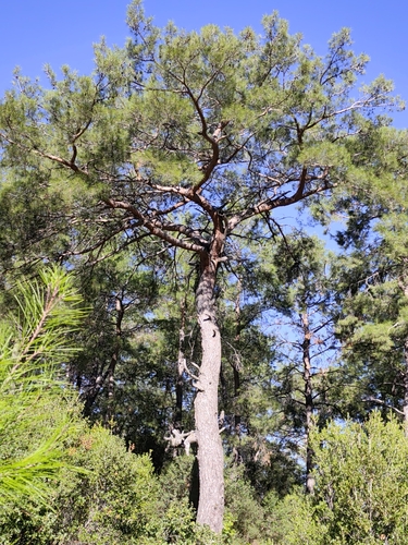 Pinus brutia observed 2026-10-18