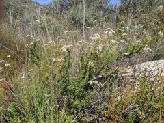 Eriogonum fasciculatum fasciculatum