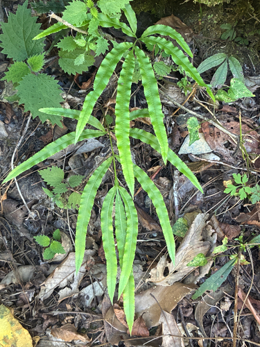Pteris cretica observed 2026-10-19