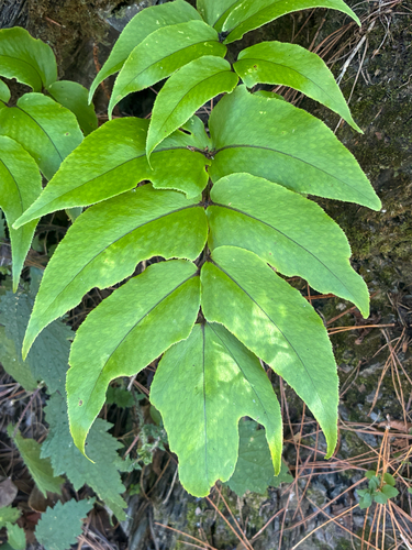 Cyrtomium caryotideum observed 2026-10-19