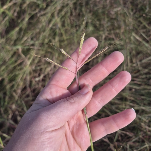 Dichanthium aristatum observed 2026-10-19